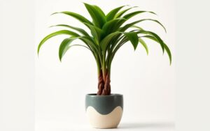 dracena odwrócona