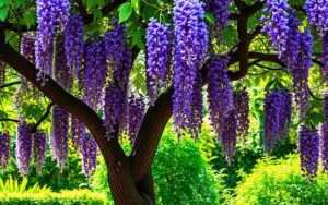 wisteria drzewo
